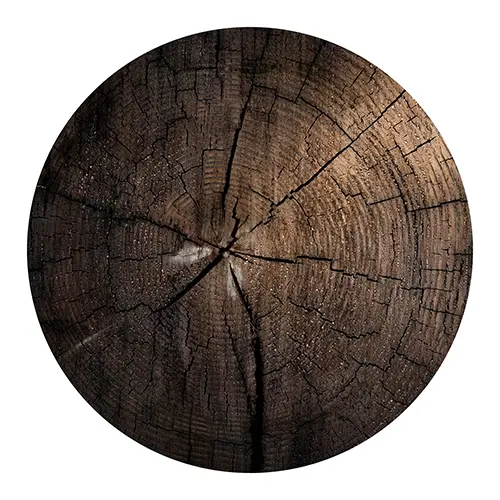 Gefällter Baumstumpf - Stammabschnitt mit Jahresringen. Holz aufschneiden.